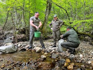Лісівники Міжгірського лісового господарства зарибнили місцеві річки