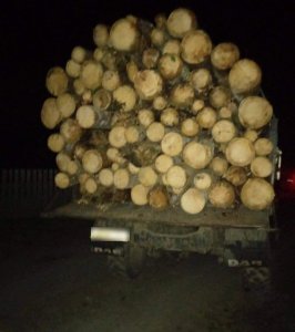 На Рахівщині продовжують незаконно вивозити лісопродукцію
