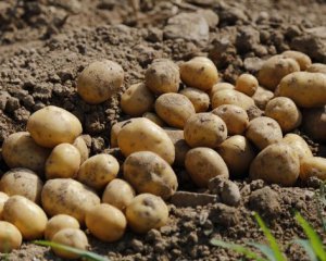 Що не можна садити після картоплі – важливі поради городникам