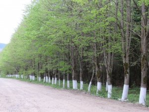 На Закарпатті в Плайському лісництві є 120 метрів липової алеї