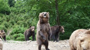 На Закарпатті 30 ведмедів почуваються, як на свободі