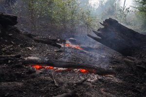 У Закарпатській області заборонили відвідувати ліси