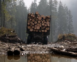 В Закарпатті ліквідують лісгоспи та створять міжрегіональний територіальний орган з центром у Львові?