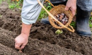 На Рахівщині вправні ґаздині вже саджають часник та озиму цибулю