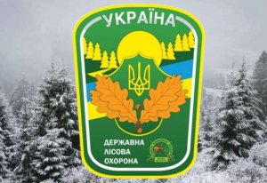 На Рахівщині напередодні новорічно-різдвяних свят суворо заборонено рубати хвойні дерева