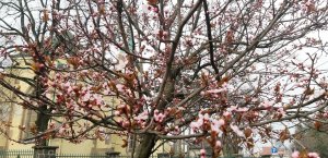 На Закарпатті зацвітають японські вишні (сакури)