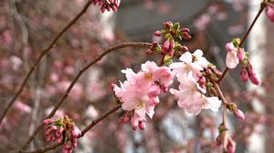 У Мукачеві квітне «шалена» сакура