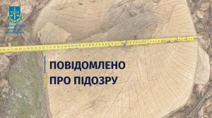 Допустили незаконну порубку дерев зі збитками у понад 50 млн грн – підозрюють двох колишніх службових осіб ДП «Іршавське ЛГ»