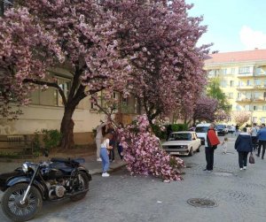 В Ужгороді дівчата, які дуже інтенсивно фотографувалися біля сакури, зламали дерево