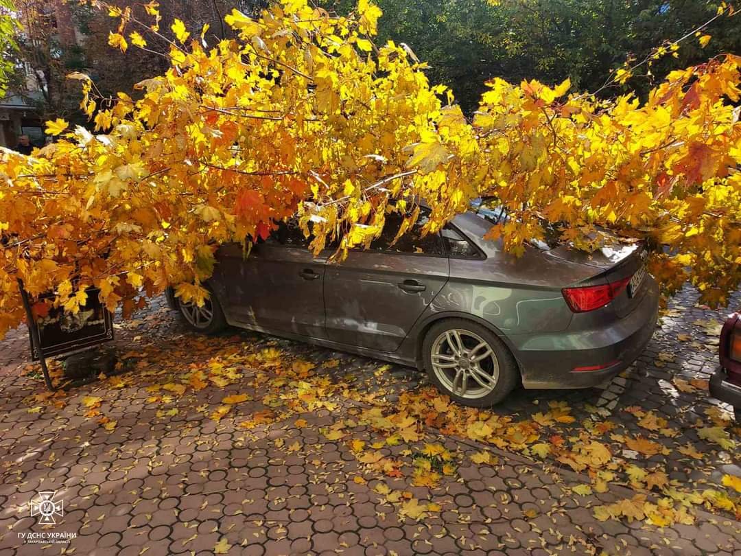 На Закарпатті через сильний вітер на автомобіль впало дерево (фото)