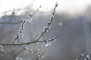 Синоптики про погоду у перший місяць весни: яких сюрпризів чекати у березні